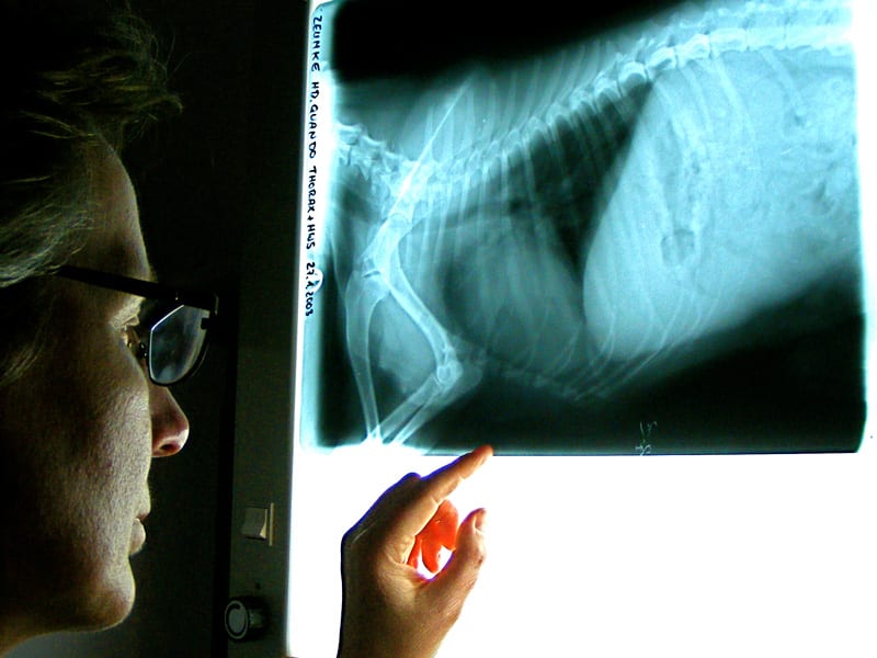 Röntgen Tierarztpraxis am Mexikoplatz Dr. Werning