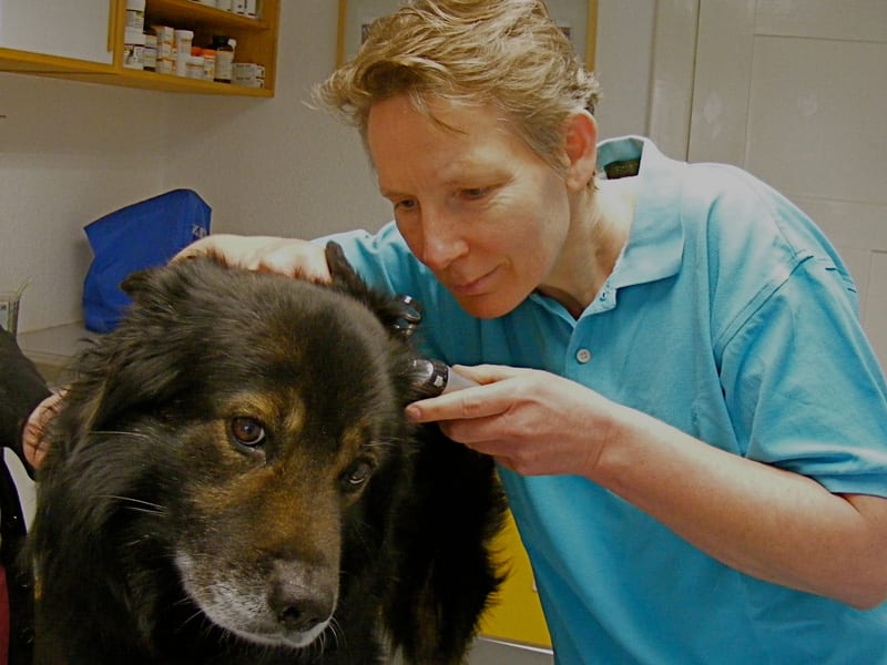 Vorsorgeuntersuchung Tierarztpraxis am Mexikoplatz Dr. Werning