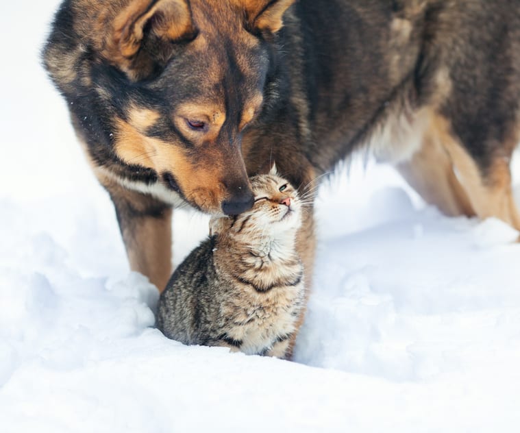 Dog and cat playing together outdoor in the snow Tierarztpraxis am Mexikoplatz Dr. Werning
