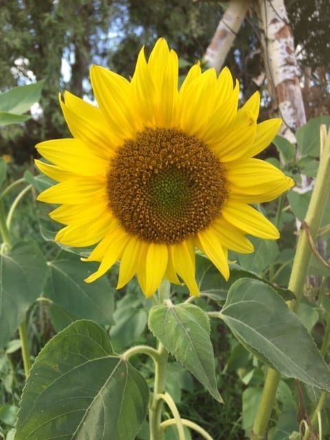 Sonnenblume