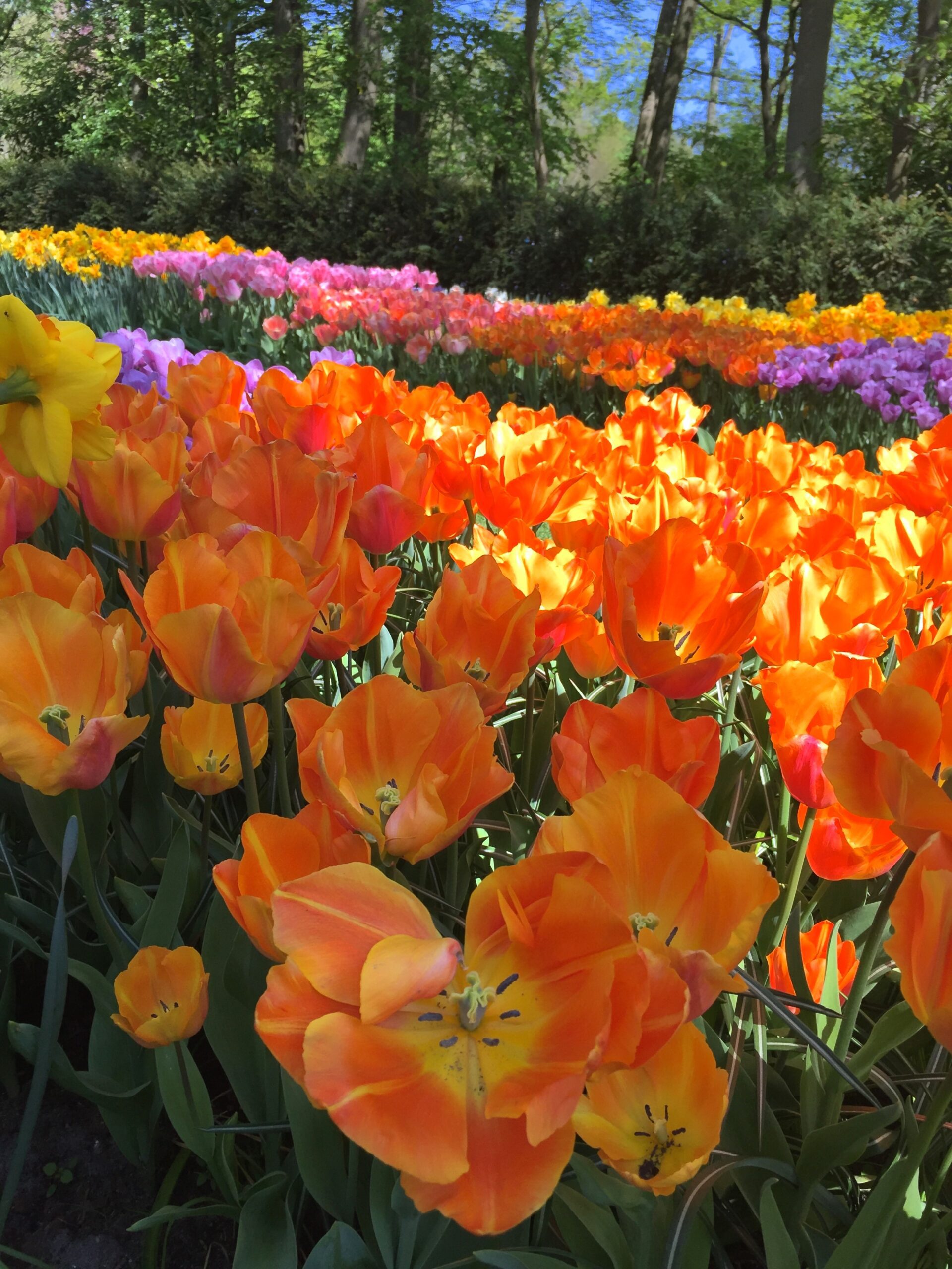 flowers